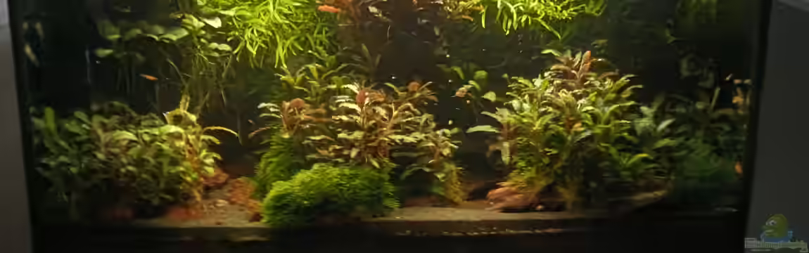 Land of the fallen trees aufgelöst von Mr-Shrimp