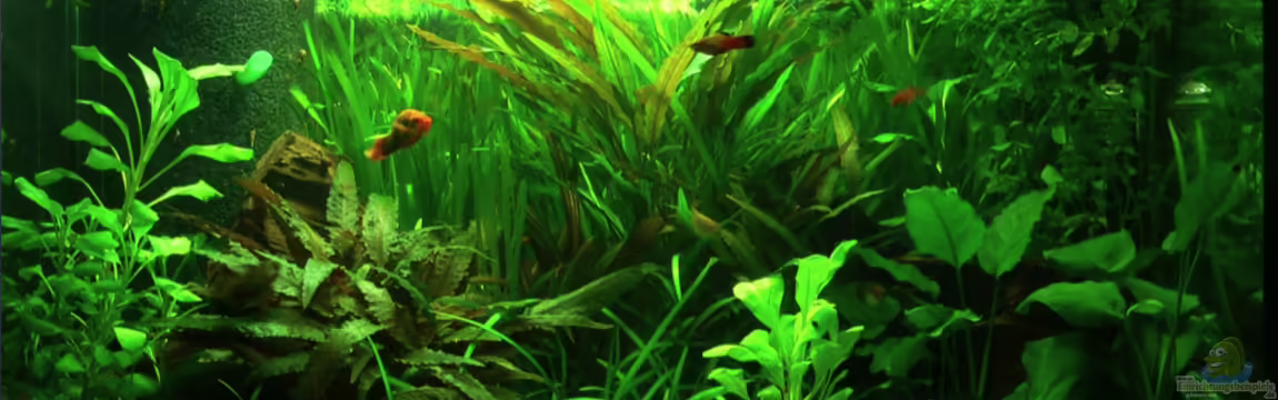 Lars` Becken von Lars T.