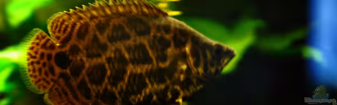 Leopard Buschfisch Becken von Der Buschfisch