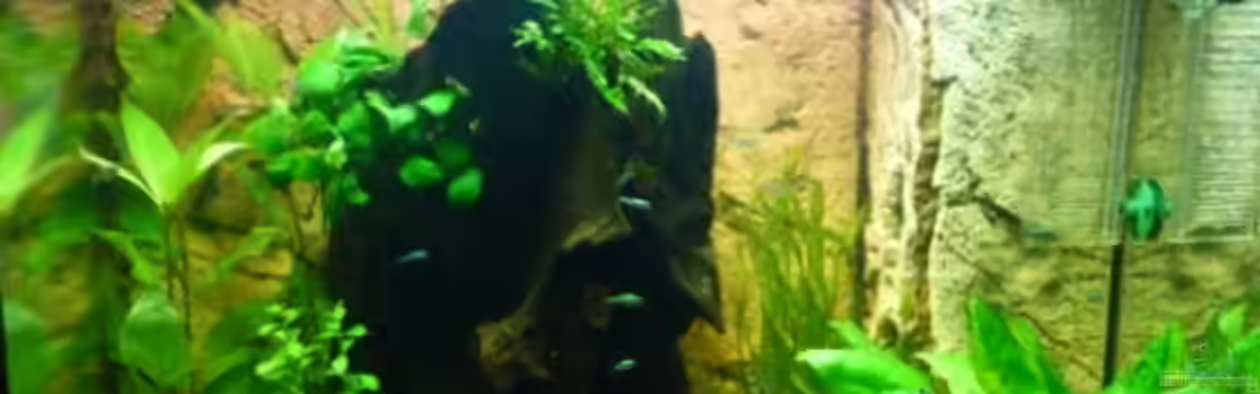 Lido 120 weiss von Eisbeerli