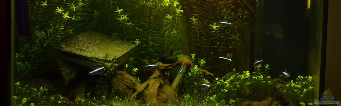 Lido 120 weiss von markdoe