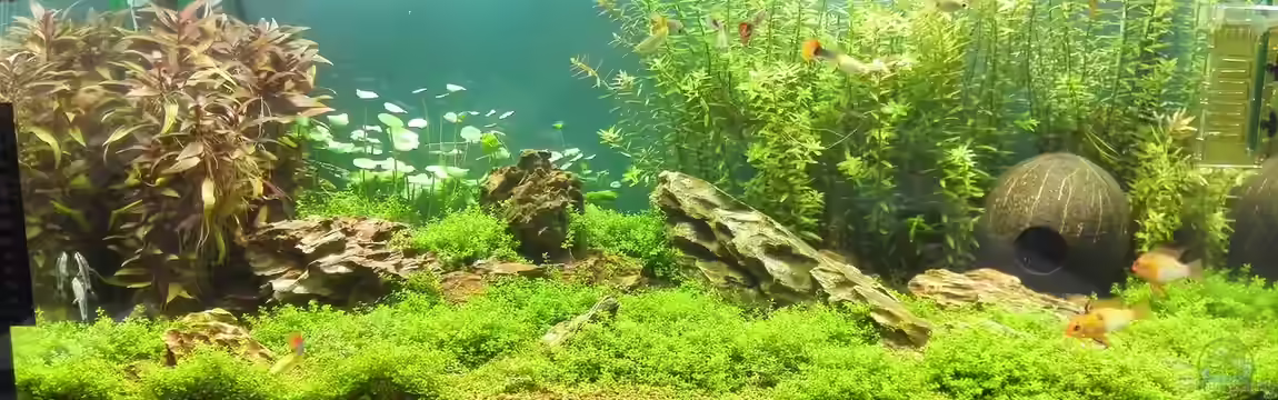 Life in Green von Tobias93