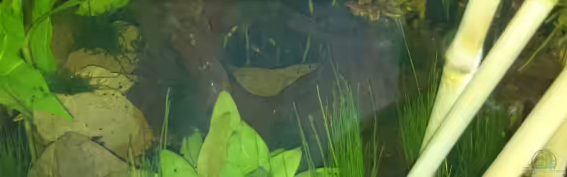 Little bettas paradise von Jahira