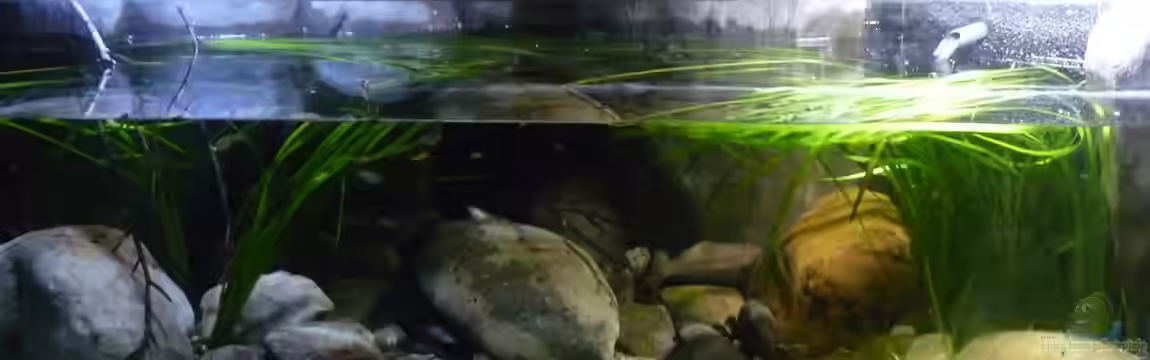 Little creek von DerImperator