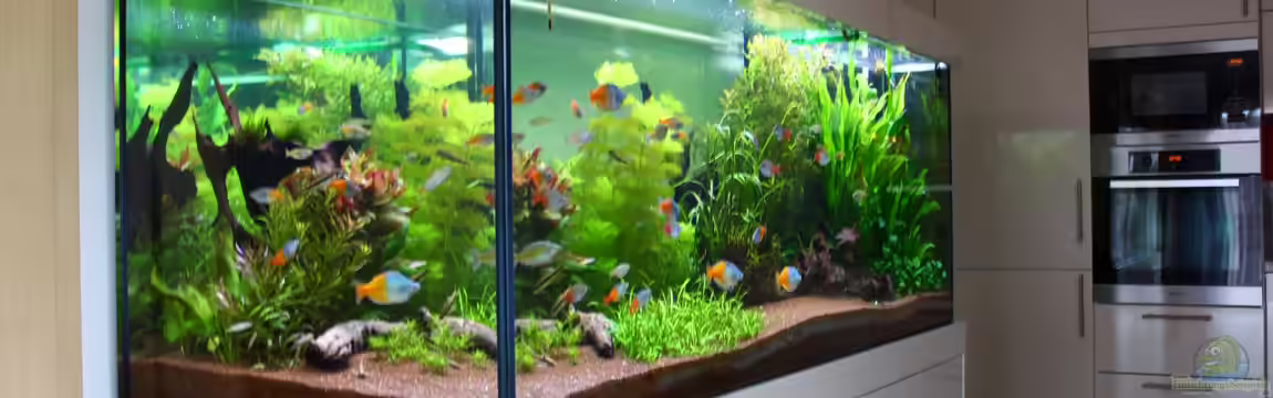 Little Dream von Schmausi