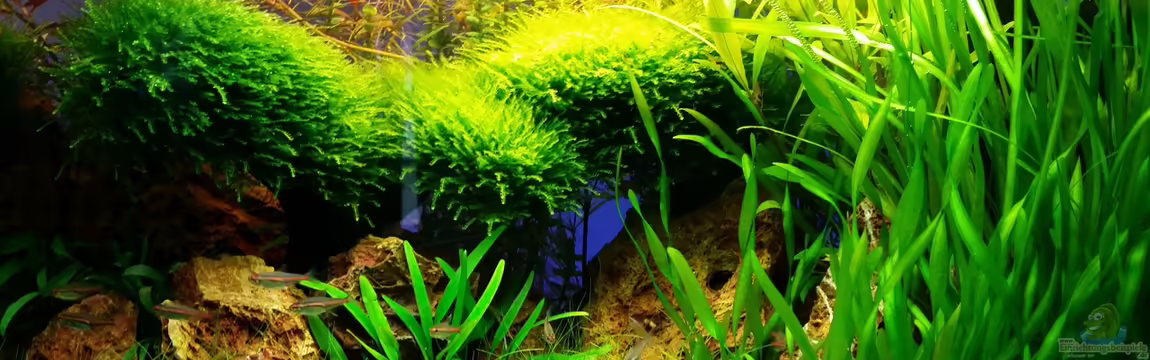 little green hell von Aquasteve