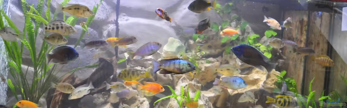 Little Malawi-Bay von RC-Devil