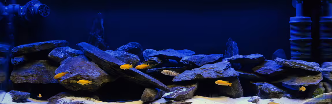 Little Malawi Tank von Mark Gor