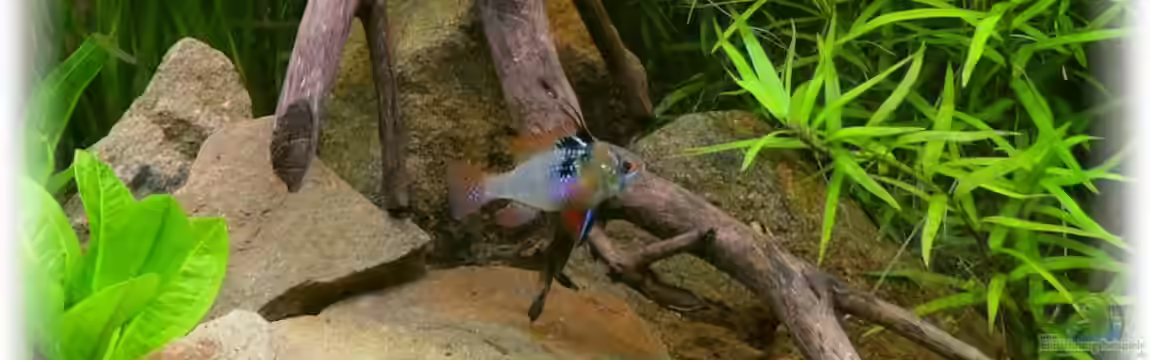 Little Orinoko River von Sambia