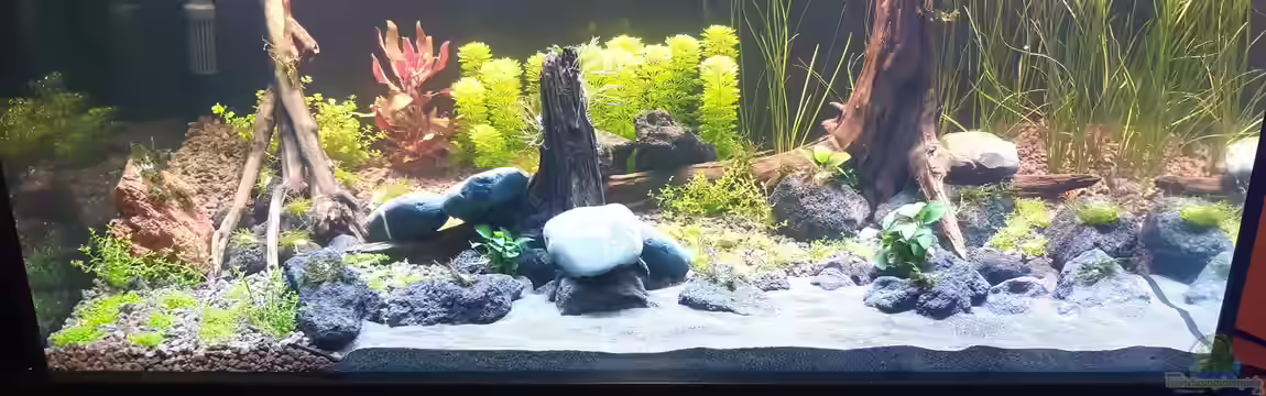 LittleSalmlerforest von Lopar1986