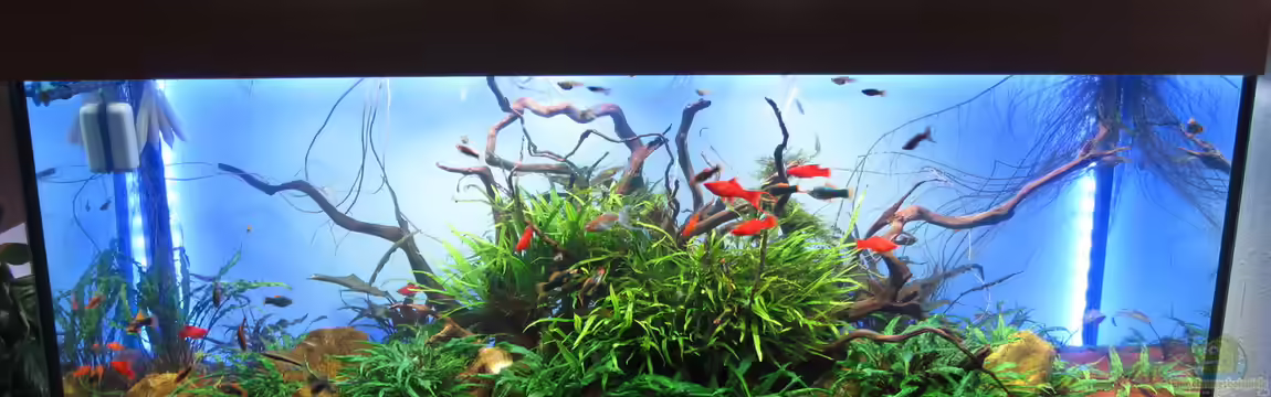 Livebaerer World von Zahnkarpfen- Fee