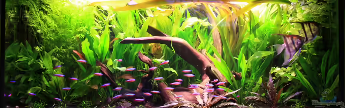 Living room oasis ( aufgelöst Januar 2018 ) von semimarinus