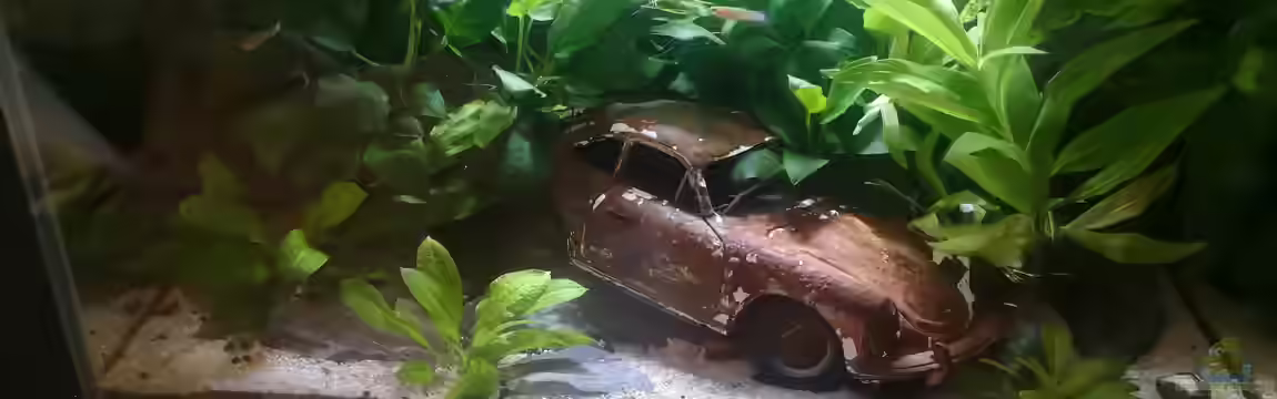 Lost Car -  Fluval Edge I von Mas Max