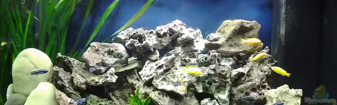 Malawi Aqaurium - 350 L von Sascha56