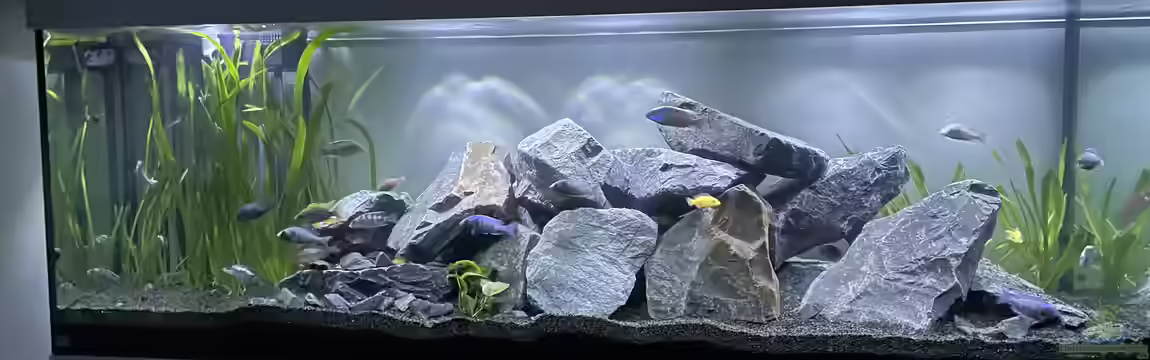 Malawi Aquarium Mbuna/ Nonmbuna von Stephan Senger