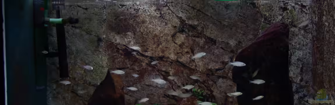 Malawi Aufzuchtsbecken von Spaceace