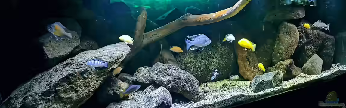 Malawi Barschbecken von Midgard