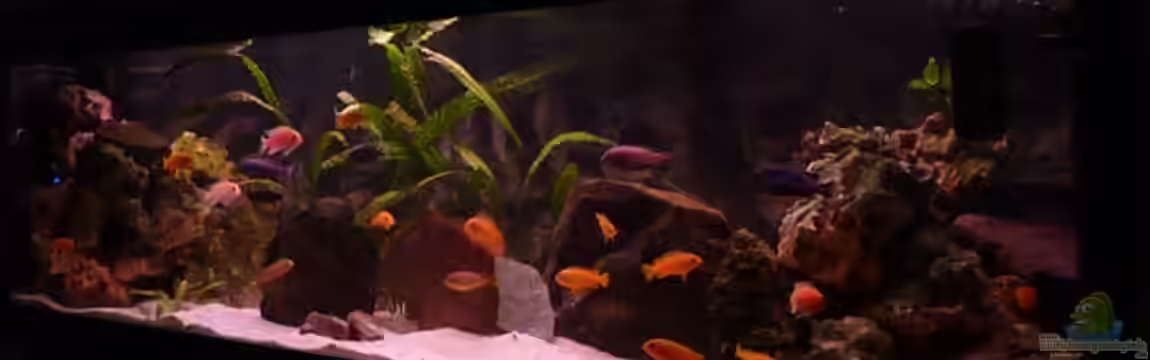 Malawi Becken 450 von MF80