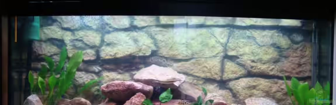 Malawi Becken Juwel von Sebastian Stadler