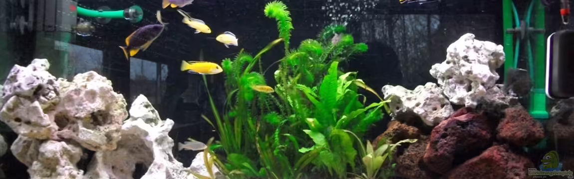 Malawi Becken von Checker