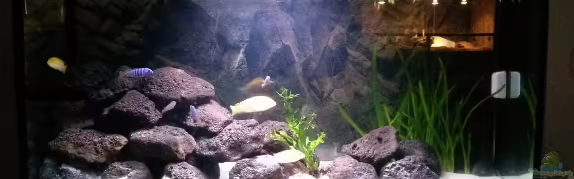 Malawi Becken von hsrk1287