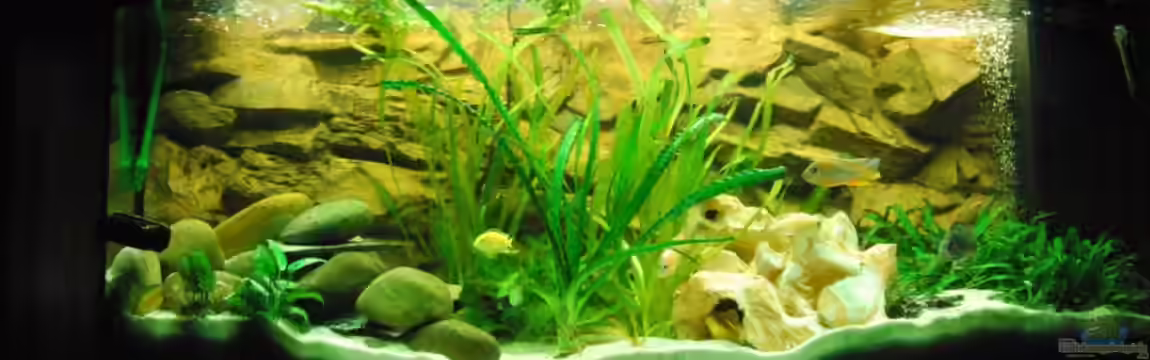 malawi Becken von schwiizerfisch93