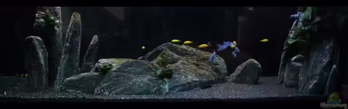 Malawi_Black von Malawi Duck