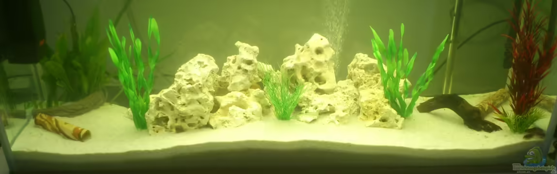 Malawi Buntbarsche von Baron87