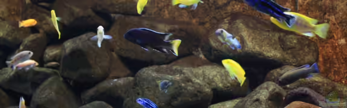 Malawi Dream von Zerta