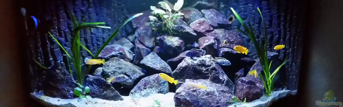 Malawi Juwel Trigon 350 von Gunnar2060