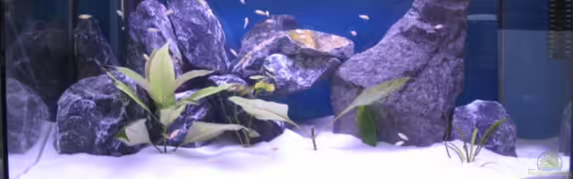 Malawi Kinderstube by Malawifreak von Malawifreak