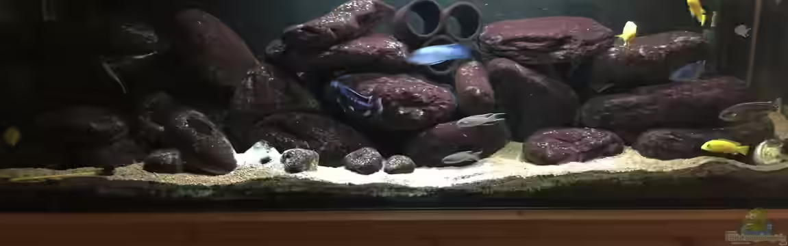Malawi Mbuna Tank vor Umbau von Sven W.