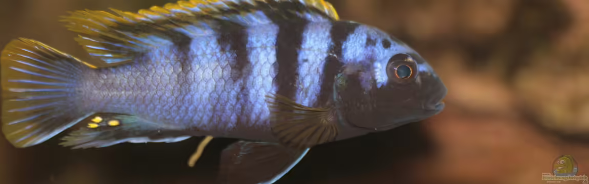 Malawi Mbunas von Oliver Köthe