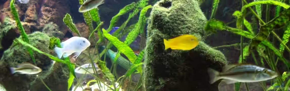 Malawi-Oase von Michael H.