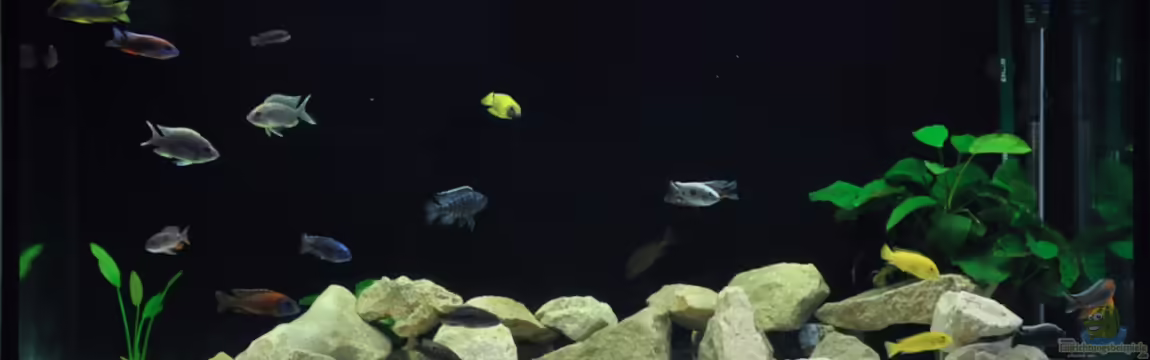 Malawi Tank von Ivory