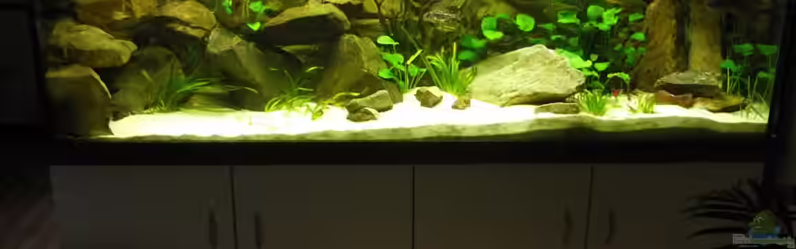 Malawi Traum ( nicht mehr vorhanden) von Monoculus