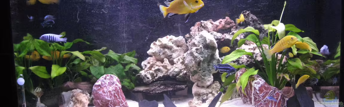 Malawi United von Malawi United