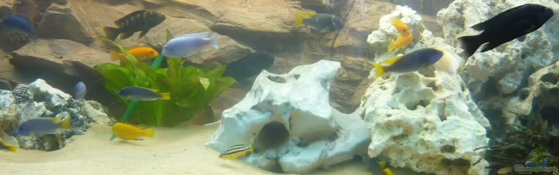 Malawi Vision 450 von pietschen