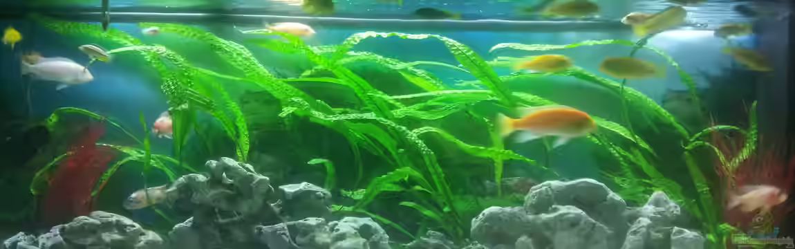 Malawibecken 450l von Tobias