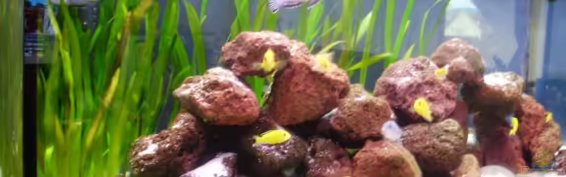 Malawibecken von Bauzel