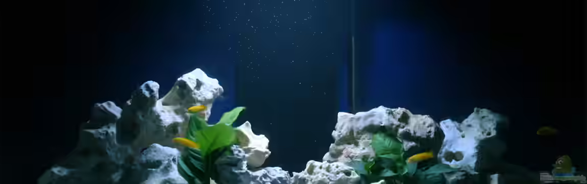 MALAWIDREAM von mawil