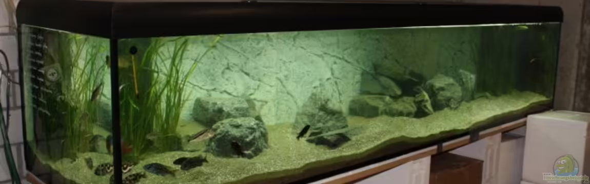 Malawiräuber-Becken von Michael Brunner