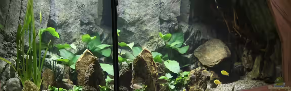 Malawis Cave von Markus Maier