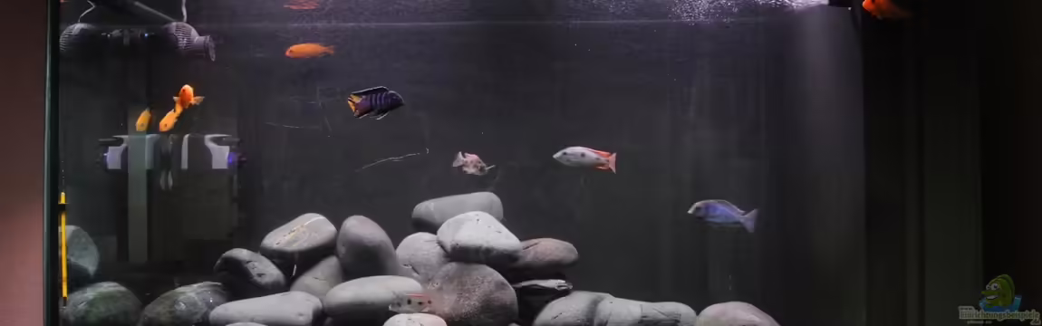 Malawisee Becken von raho