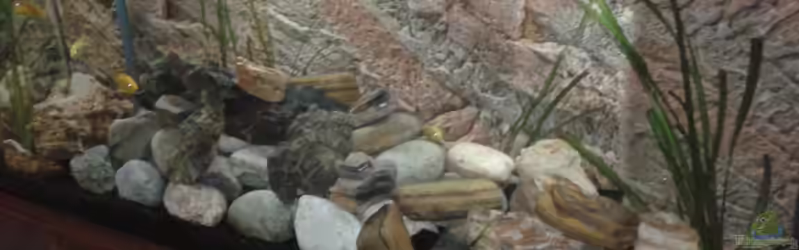 Malawisee Stone Tank von Michi1987