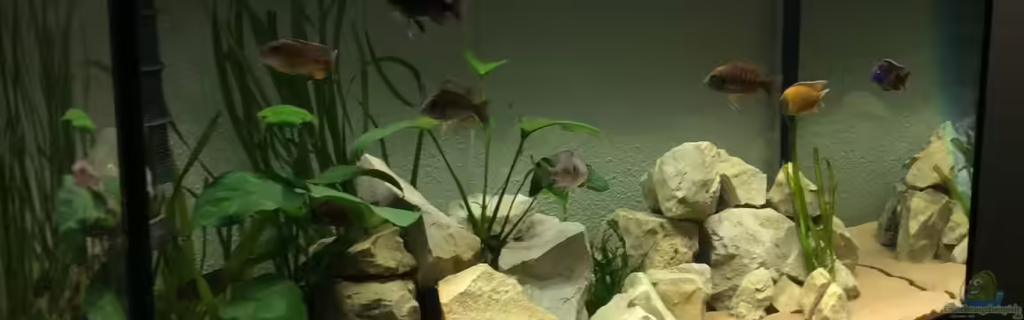 Malawisee (Übergangszone) von Philipp Roth