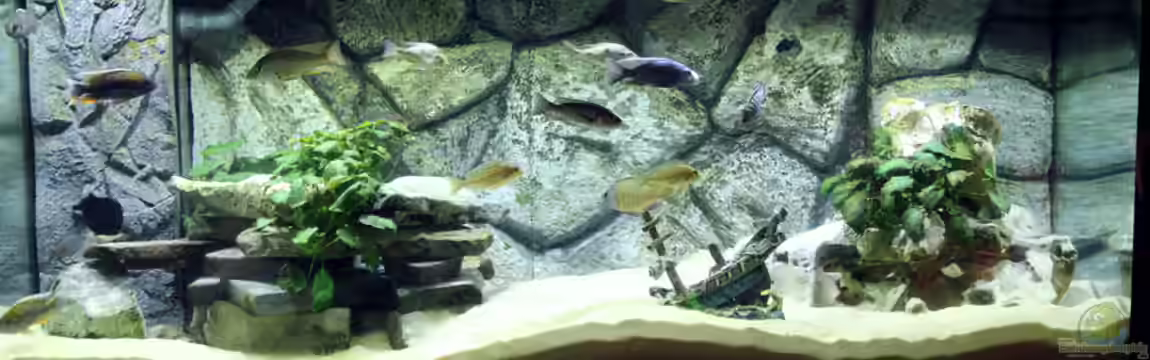 Malawisee von Selina