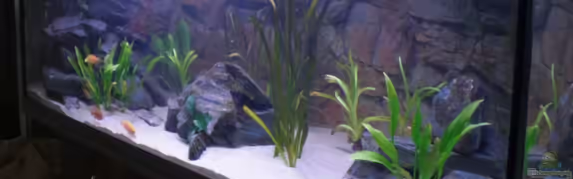 Malawitank von pennywise