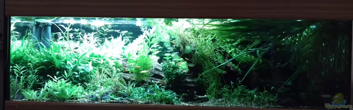 Mangrove im Bachlauf (aufgelöst am 23.12.2023) von C-NA