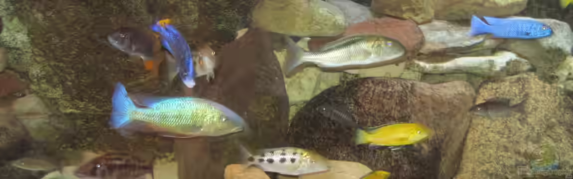 Mannes Badewanne von Manfred Meyer